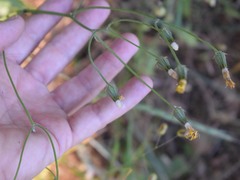 Crepis vesicaria