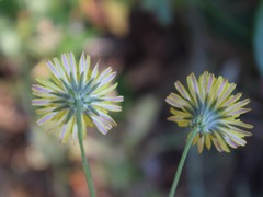 Crepis vesicaria