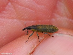 Lixus filiformis