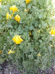 Pseudofumaria lutea