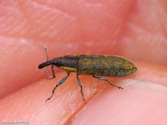 Lixus filiformis