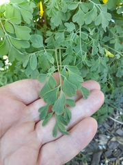 Pseudofumaria lutea