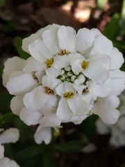 Iberis sempervirens
