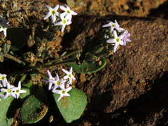 Manulea fragrans