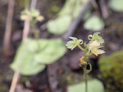 Malaxideae