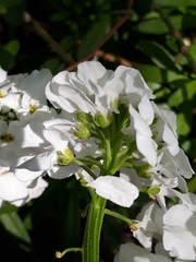 Iberis sempervirens