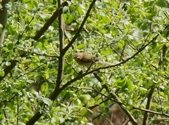 Phylloscopus collybita