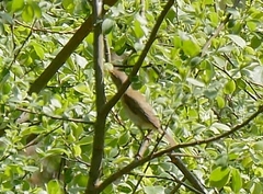 Phylloscopus collybita