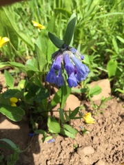 Mertensia oblongifolia