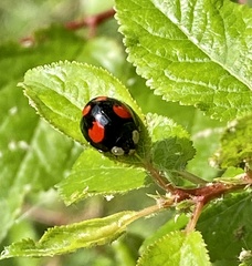 Harmonia axyridis