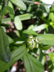 Iberis sempervirens