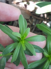 Iberis sempervirens