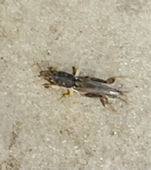 Neoscapteriscus borellii