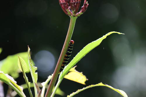 Photo of Tetrio Sphinx (Pseudosphinx tetrio)