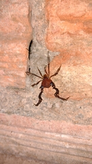 Pachyloides