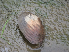 Pyganodon grandis