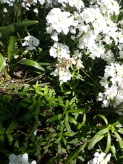 Iberis sempervirens