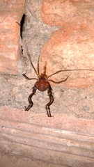 Pachyloides