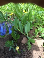 Mertensia oblongifolia