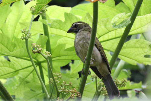 Lesser Antillean Saltator (Saltator albicollis), photo 8