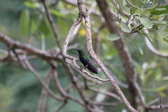 Eulampis holosericeus holosericeus