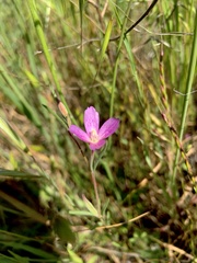 Clarkia affinis