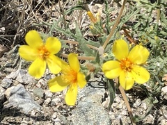 Mentzelia lindleyi
