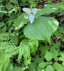 Trillium simile