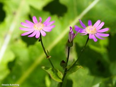 Pericallis tussilaginis