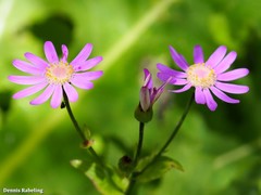 Pericallis tussilaginis