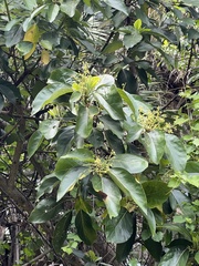 Image of Persea americana