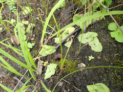 Malaxideae
