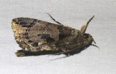 Ercheia dubia