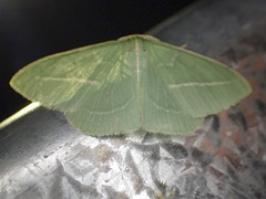 Chlorocoma stereota