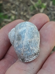 Cornu aspersum