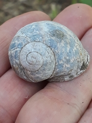 Cornu aspersum