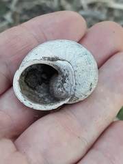 Cornu aspersum