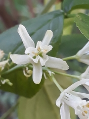 Angiospermae