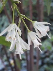 Angiospermae