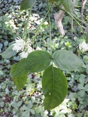 Angiospermae