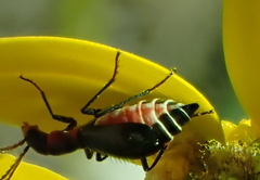 Cyrtosus cyanipennis