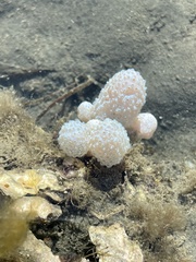 Eudistoma elongatum