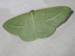 Chlorocoma stereota
