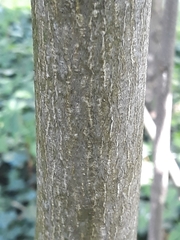 Angiospermae