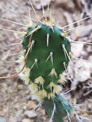 Opuntia caracassana