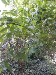 Angiospermae