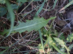Crepis vesicaria