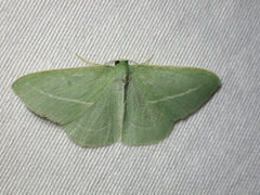 Chlorocoma stereota