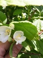Philadelphus coronarius