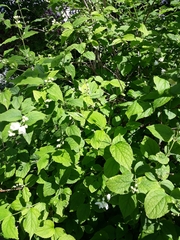 Philadelphus coronarius